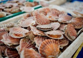 Jakobsmuscheln auf dem Markt von Neubourg