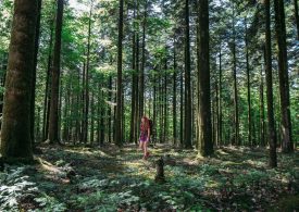 Auf dem GR22 im Wald von Écouves