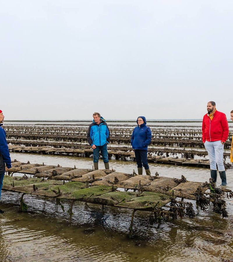 Entdecken Sie die Austernparks in der Baie des Veys