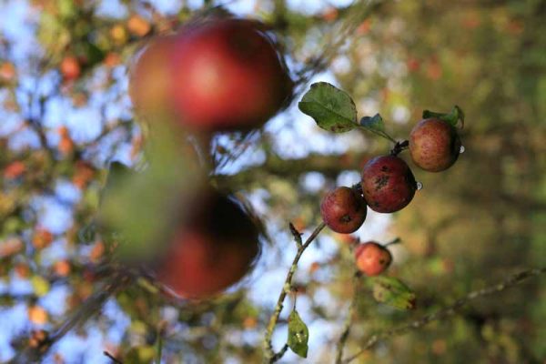 Äpfel Cametours Cidre Lemasson