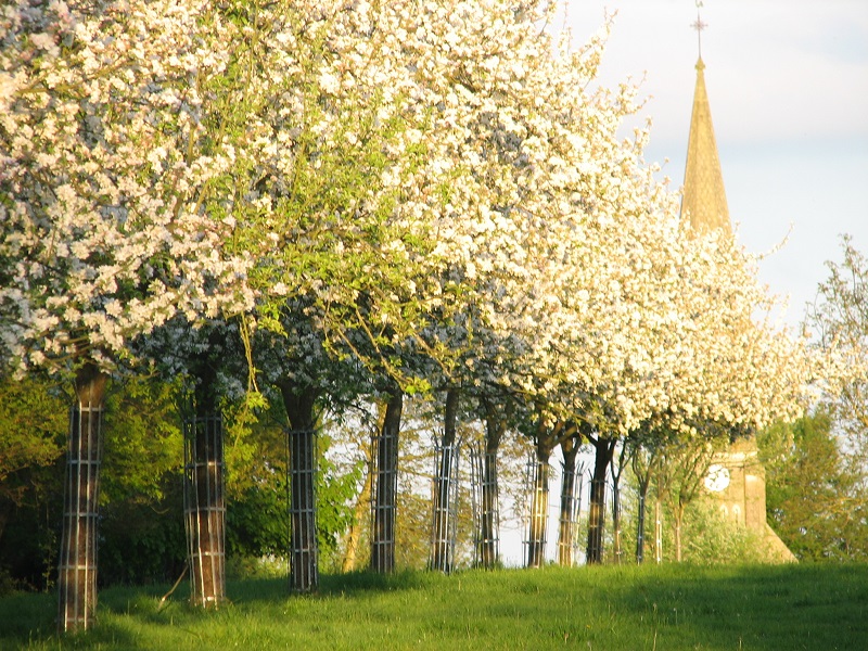 Apfelblüte auf dem Hof "Ferme du bout du Chemin"